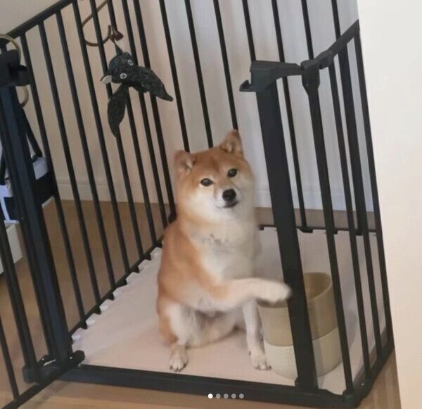 前足を「ちょいちょい」動かしておねだりするレノくん