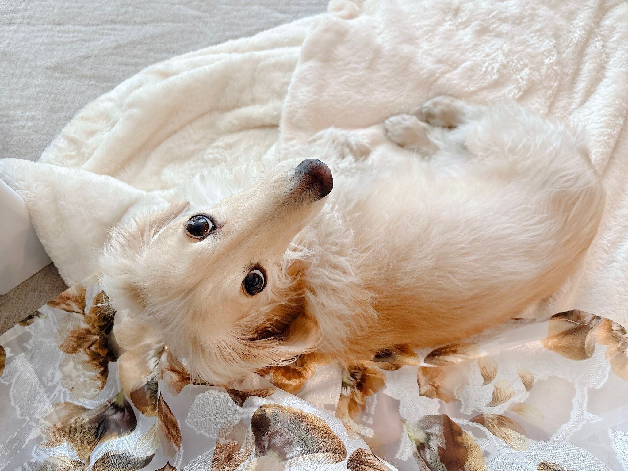 ふだんの様子　アイコンタクトをすごくしてくれるというロイくん