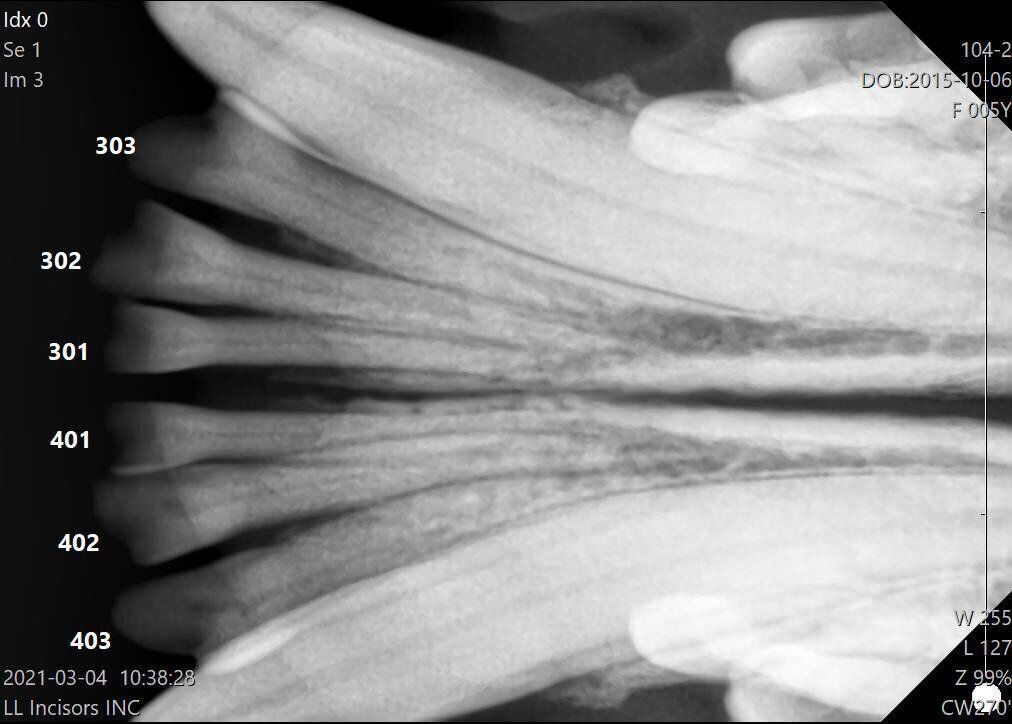 下あごを真下から撮ったエックス線写真