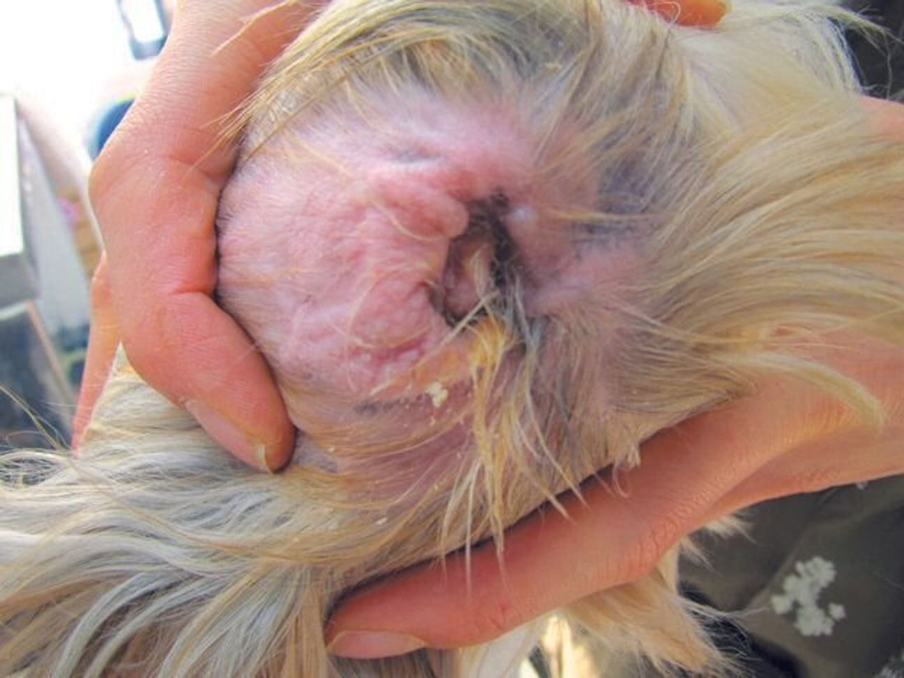 犬の防寒対策のやりすぎに要注意 冬に起こるまさかの犬の病気 ケガ いぬのきもちweb Magazine 犬の防寒対策のやりすぎに要注意 冬に起こるまさかの犬の病気 ケガ いぬのきもちweb Magazine