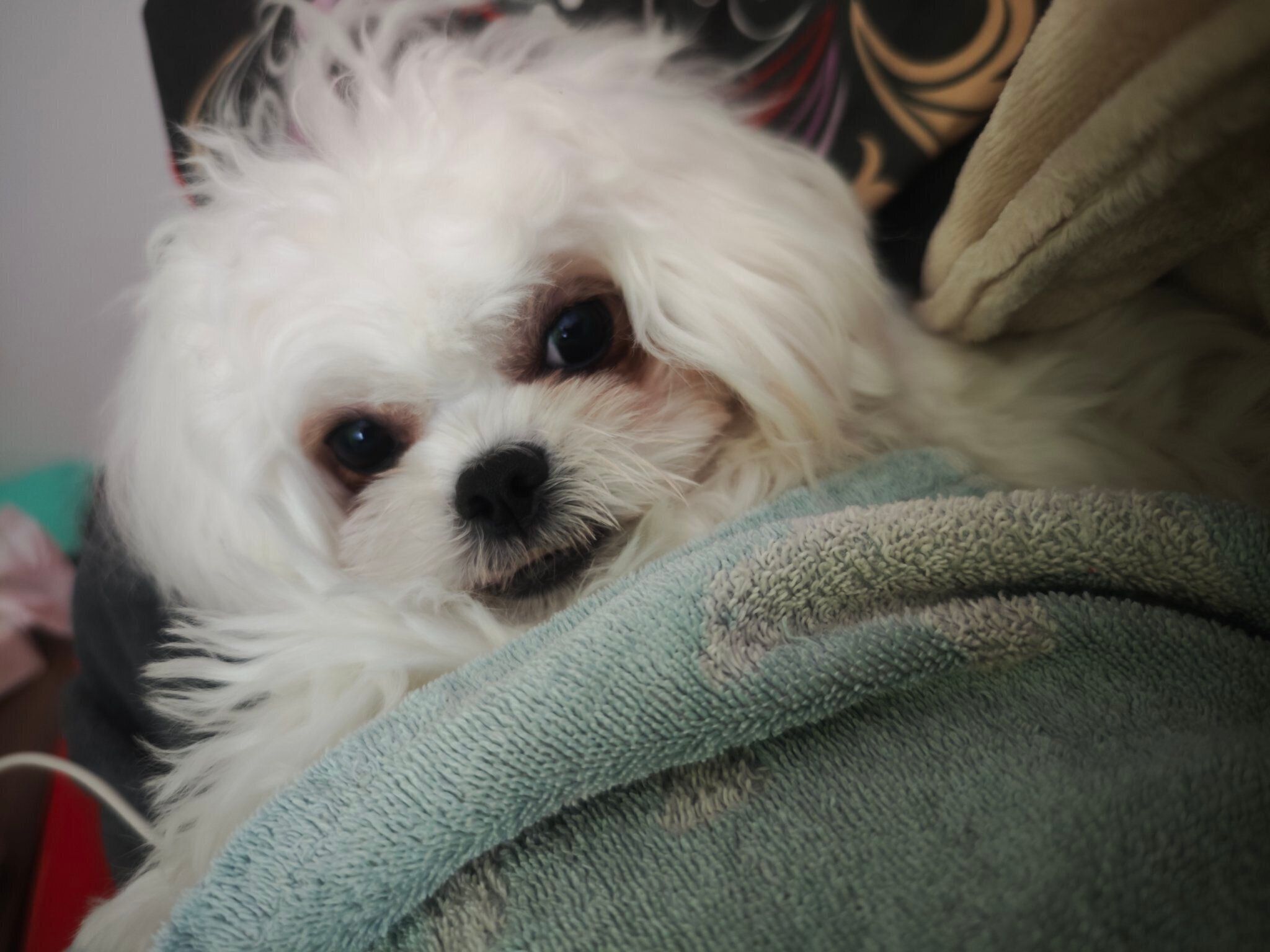 飼い主さんの隣で寝る犬