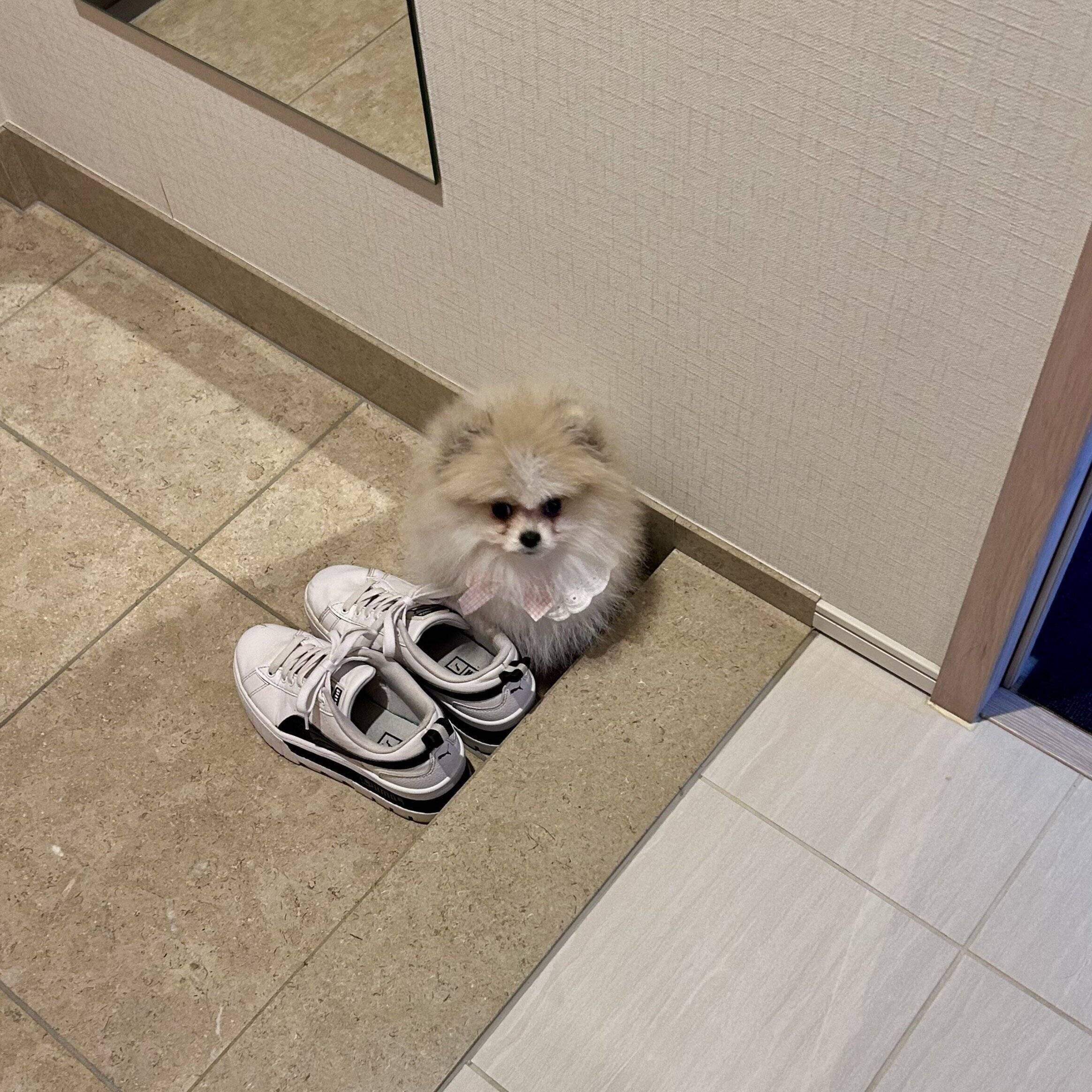 くつの隣にちんまりと座るまりもちゃん　小さくてかわいすぎる