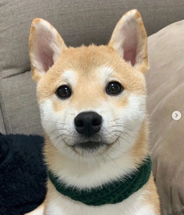 見つめるゴン太くん