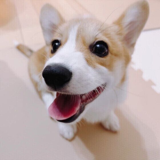 笑顔のウェルシュ・コーギー・ペンブロークのひめちゃん