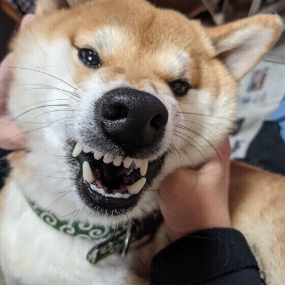 犬がムキ顔をする理由と犬が怖い顔をしているときのNG対応とは いぬのきもち