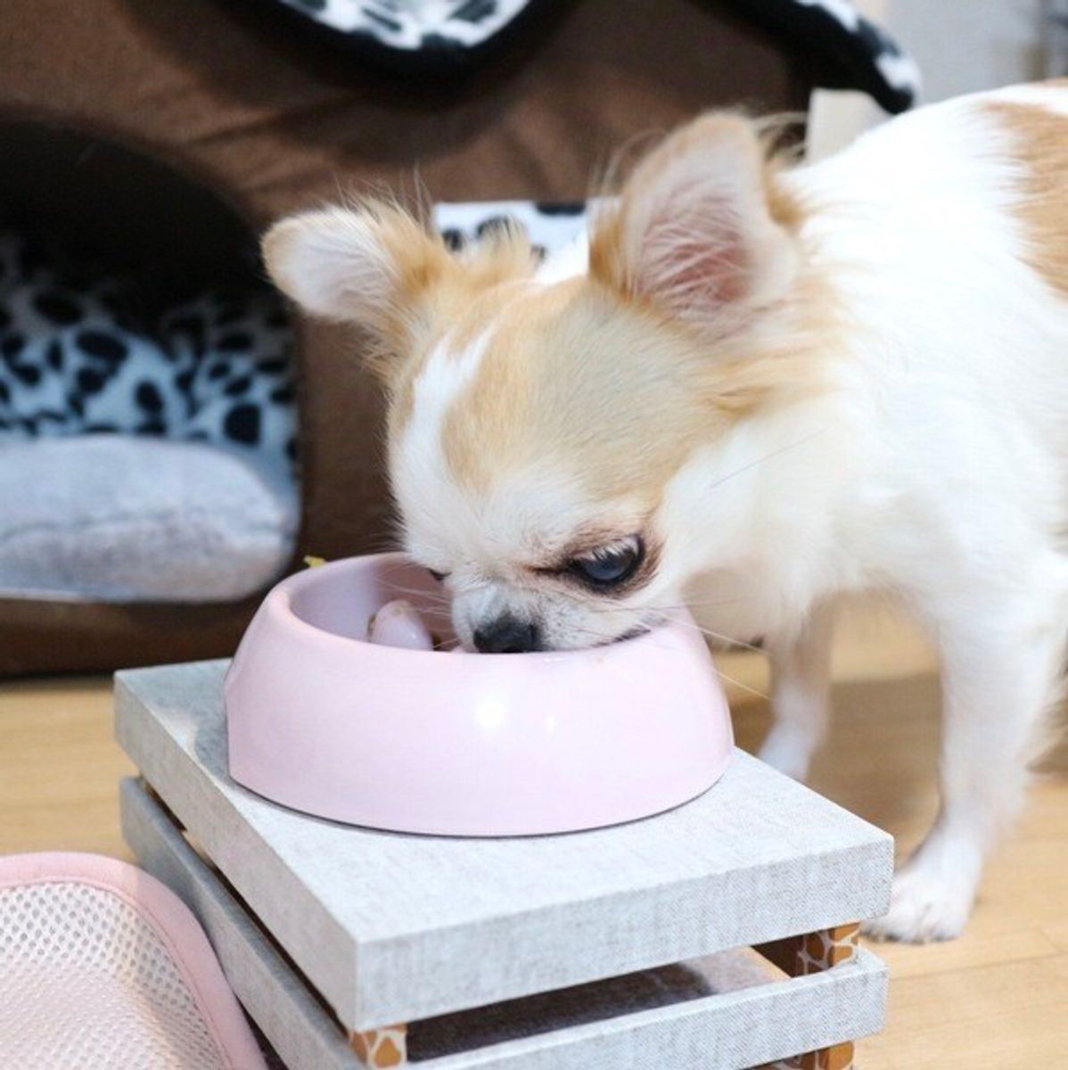 愛犬は食いしん坊 あるある問題行動 について対処法をご紹介 いぬのきもちweb Magazine 愛犬は食いしん坊 あるある問題行動 について対処法をご紹介 いぬのきもちweb Magazine