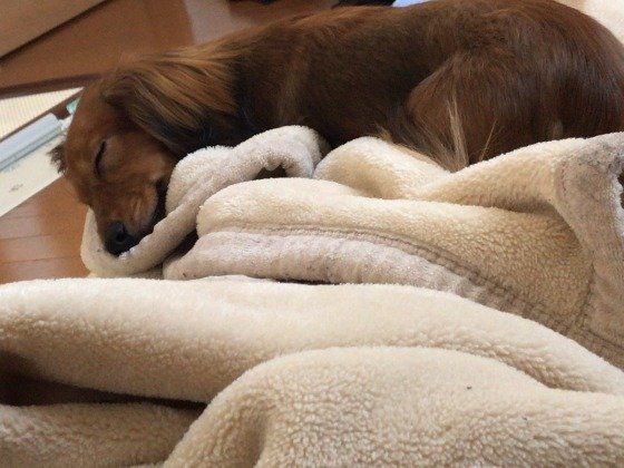 飼い主の布団で寝るミニチュア・ダックスフンド