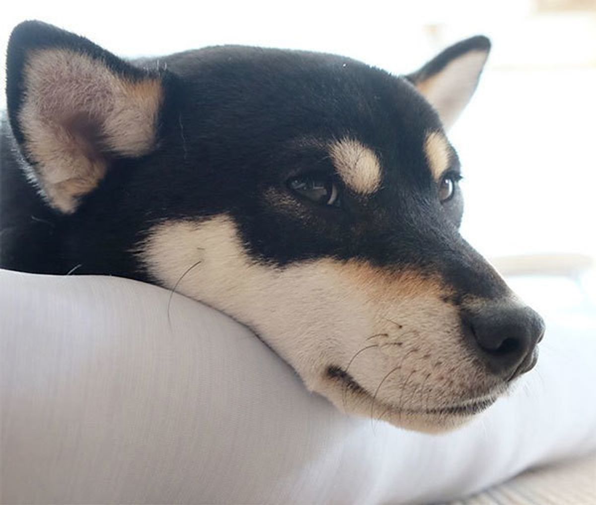 専門家が解説 テレビを見る犬 実は 好きな番組もあるらしい いぬのきもちweb Magazine 専門家が解説 テレビを見る犬 実は 好きな番組もあるらしい いぬのきもちweb Magazine
