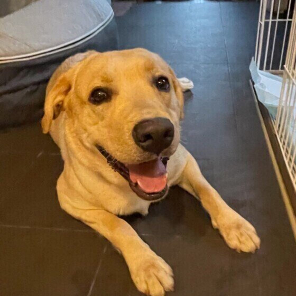 こんなに大きいの 体重30kgを超えるかもしれない大型犬5選 いぬのきもちweb Magazine こんなに大きいの 体重30kgを超えるかもしれない大型犬5選 いぬのきもちweb Magazine