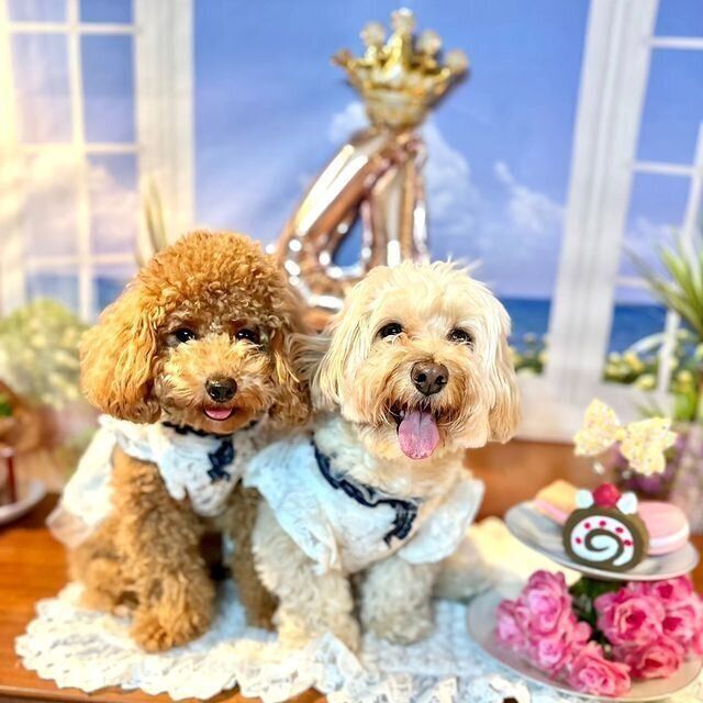 モアナちゃんとベルちゃん