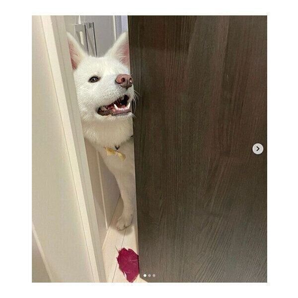 飼い主さんに布切れをお届けするユキちゃん