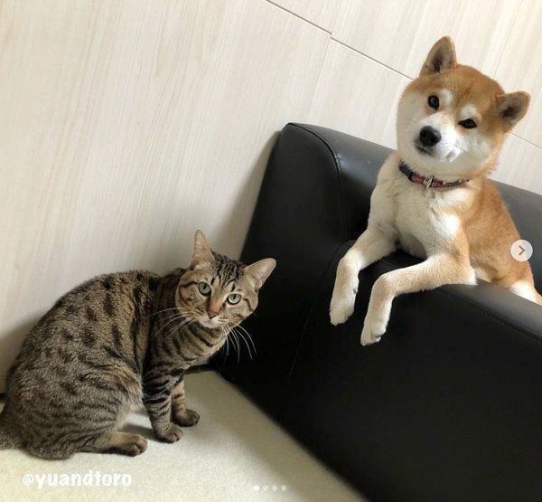 柴犬のゆうくんと猫のとろくん
