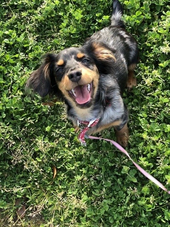 ミニチュア・ダックスフンドのむぎくん