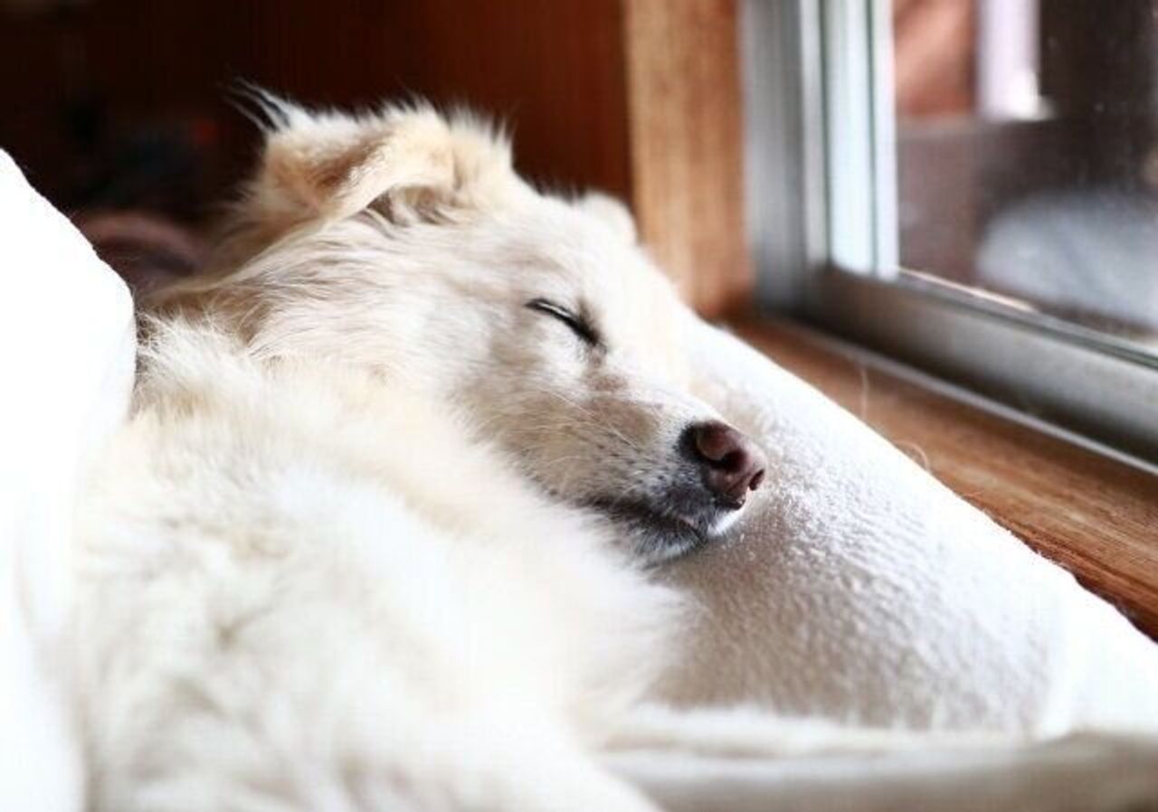 犬と眠る幸せ 穴澤賢の犬のはなし いぬのきもちweb Magazine 犬と眠る幸せ 穴澤賢の犬のはなし いぬのきもちweb Magazine