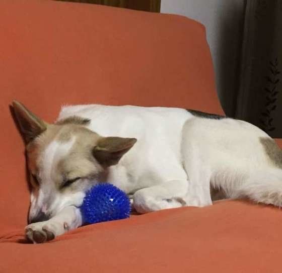 おもちゃと一緒に寝るふうたくん