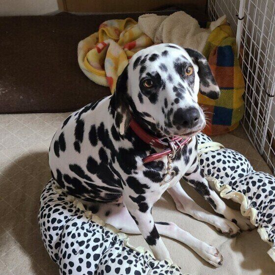 見つめるダルメシアン