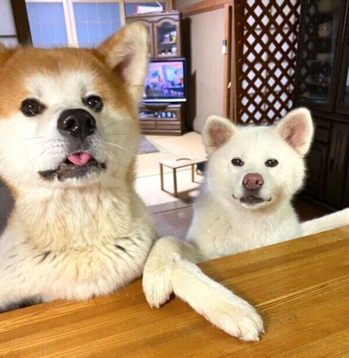 なんでやねん とツッコミ 秋田犬コンビが見せた 漫才 のようなやりとりが笑える いぬのきもちweb Magazine なんでやねん とツッコミ 秋田犬コンビが見せた 漫才 のようなやりとりが笑える いぬのきもちweb Magazine