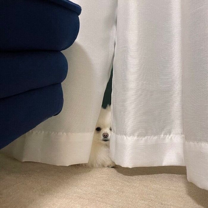 カーテンに隠れるつむぎちゃん
