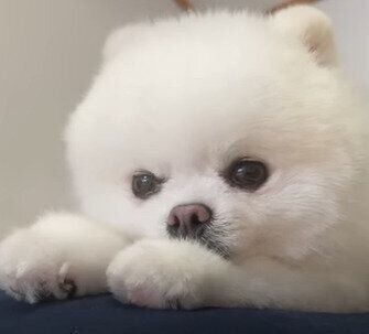 ウトウトするマヨちゃん