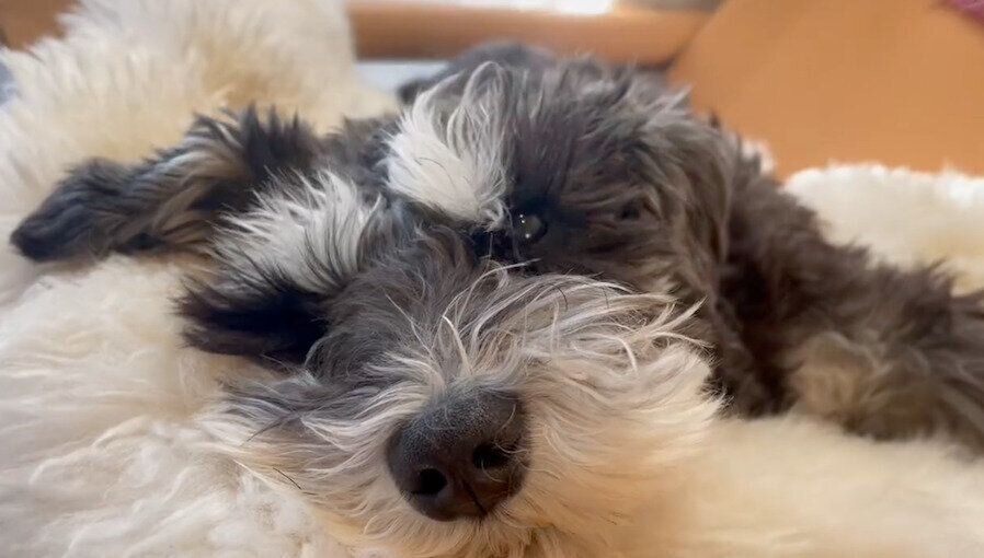 くつろぐオリちゃん