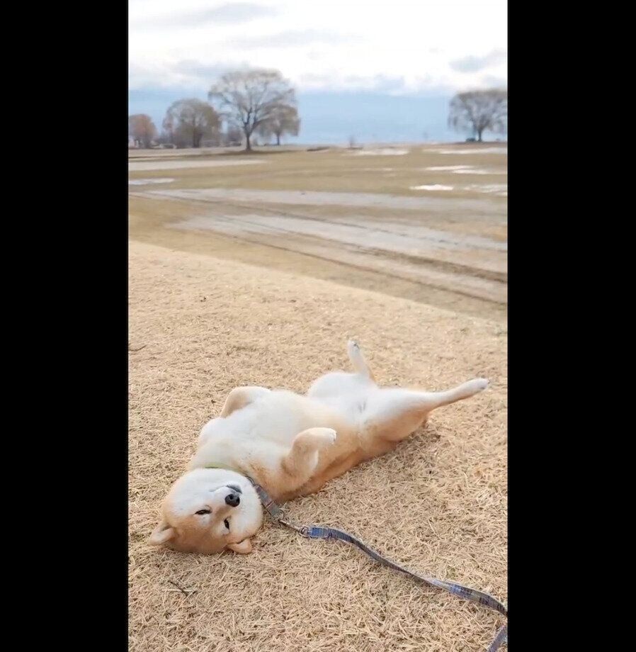 ヘソ天するニッキくん