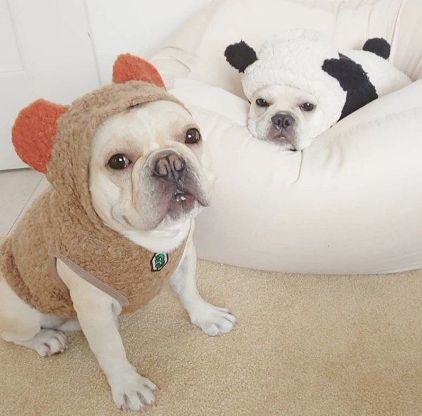 見つめるボブくん・イブちゃん