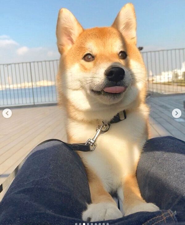 お出かけを楽しむハクくん