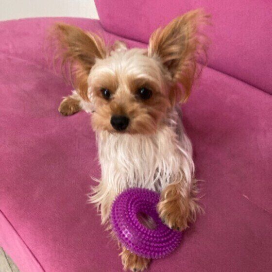 おもちゃで遊ぶヨークシャー・テリア