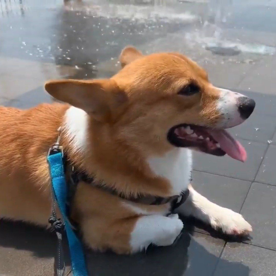 噴水を満喫するコーギー 満喫しすぎて水を全く意識してない 笑 いぬのきもちweb Magazine