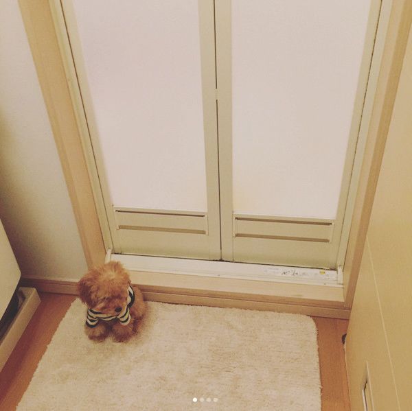 お風呂場で待つ犬