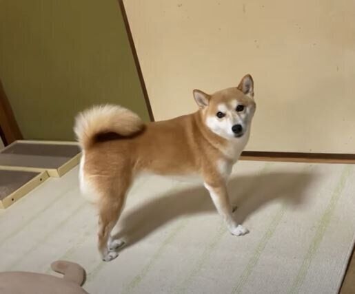 柴犬　ハナちゃん