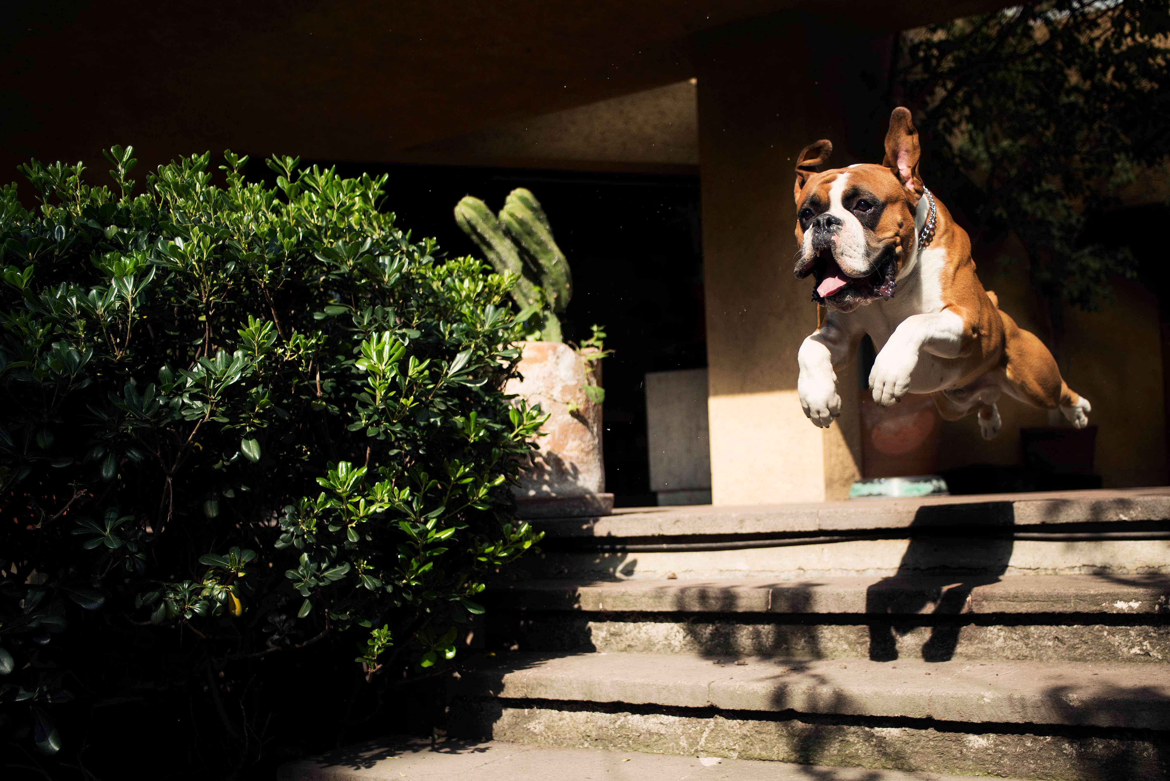 専門家監修 犬の脱走 迷い犬にさせないための防止対策と探し方 いぬのきもちweb Magazine