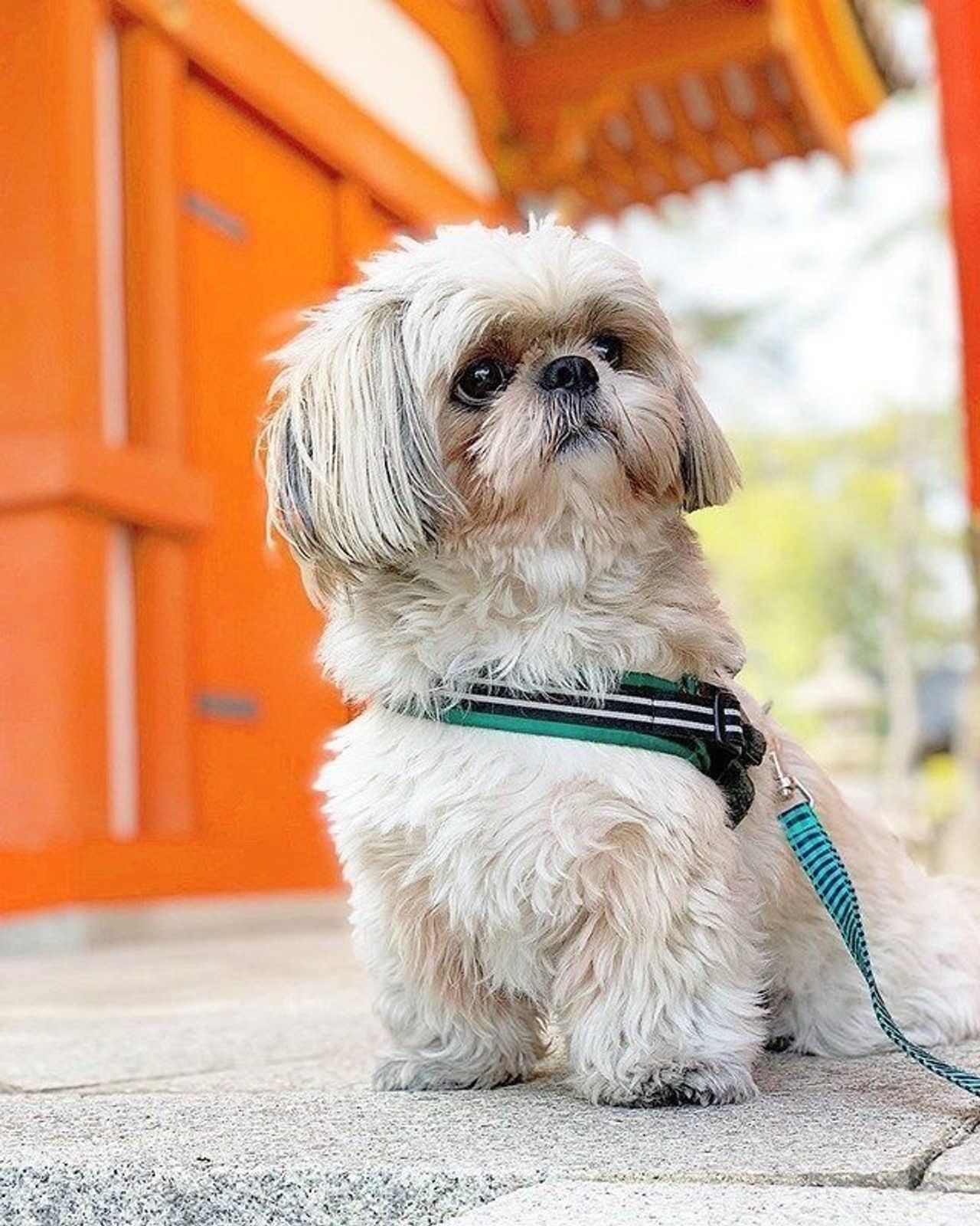 新連載 シーズー犬のてんぽ 第2回 おでの群れ紹介 いぬのきもちweb Magazine 新連載 シーズー犬のてんぽ 第2回 おでの群れ紹介 いぬのきもちweb Magazine