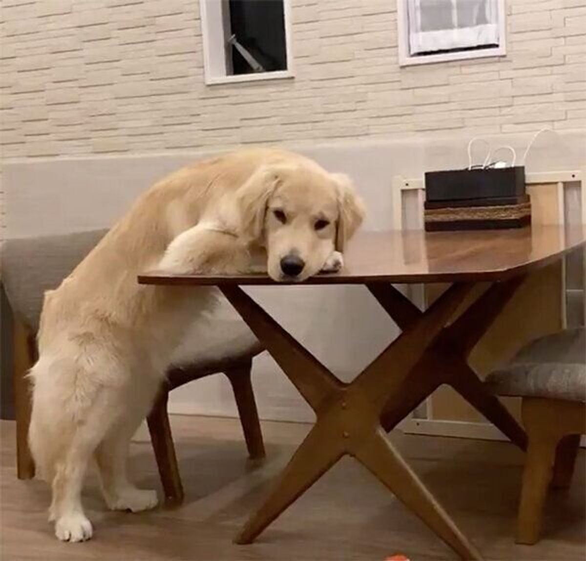 愛犬が 怪しい動き をしているのをペットカメラで目撃 まさかのポーズで待ち構えていた いぬのきもちweb Magazine 愛犬が 怪しい動き をしているのをペットカメラで目撃 まさかのポーズで待ち構えていた いぬのきもちweb Magazine