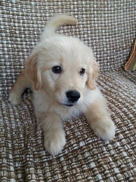 ゴールデン レトリーバーの性格とは 可愛い画像つきで解説 いぬのきもちweb Magazine