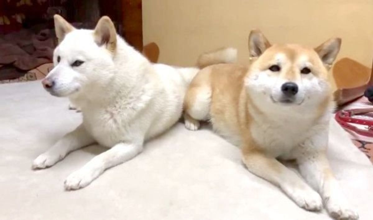 拒否柴 をする嫁を待っていたら 待ちくたびれた旦那柴が可愛い姿に いぬのきもちweb Magazine 拒否柴 をする嫁を待っていたら 待ちくたびれた旦那柴が可愛い姿に いぬのきもちweb Magazine