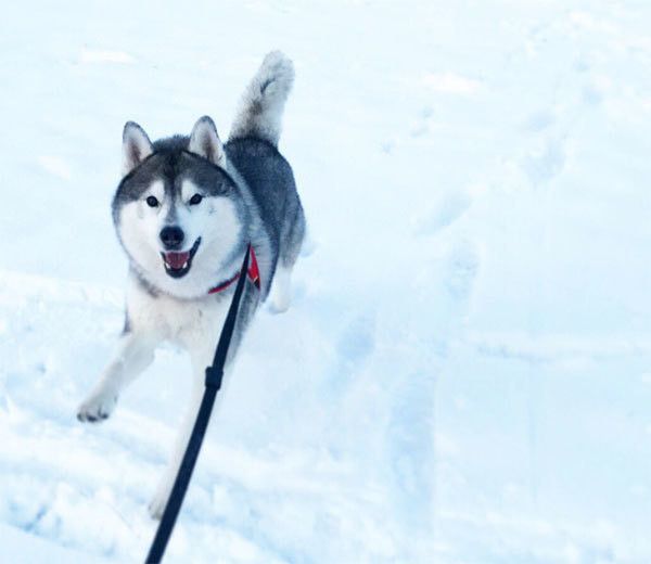 シベリアン・ハスキーの文太くん