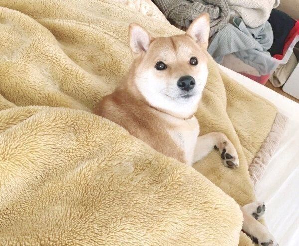 まったりするりんご郎くん