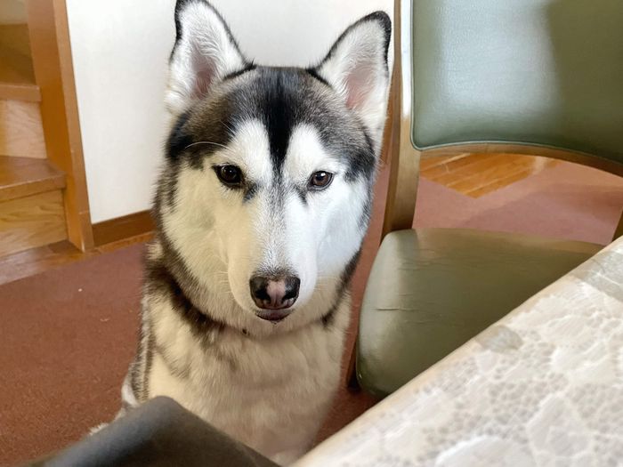 見つめるウカちゃん