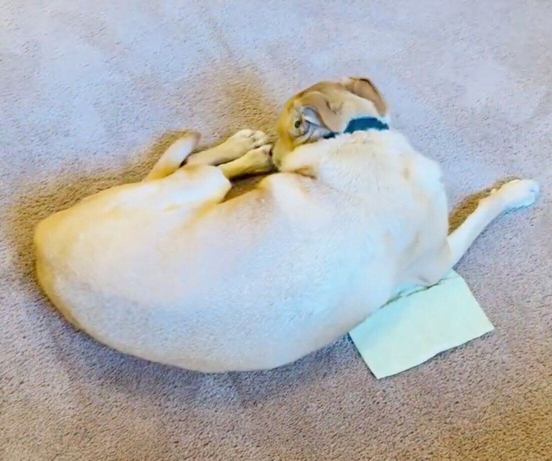 小さいタオルの上に乗るリンちゃん