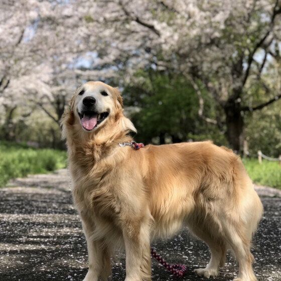 ゴールデン・レトリーバーのもおかちゃん