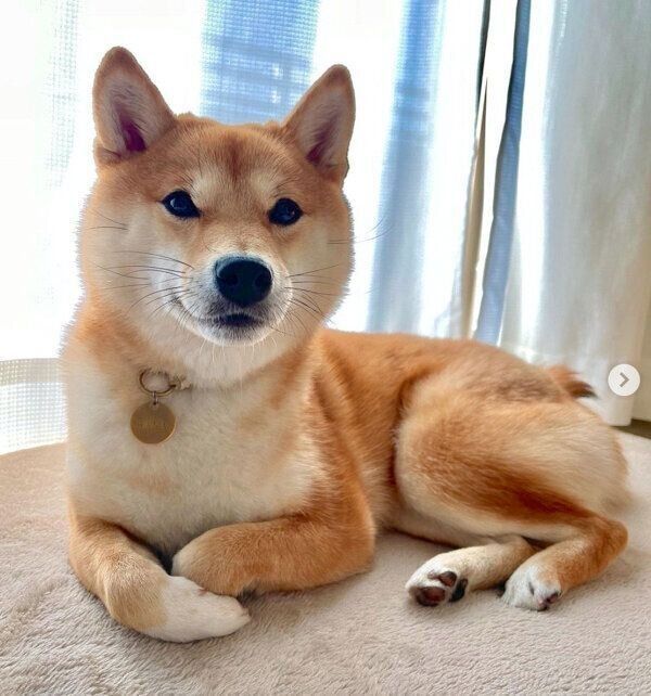 くつろぐはなちゃん