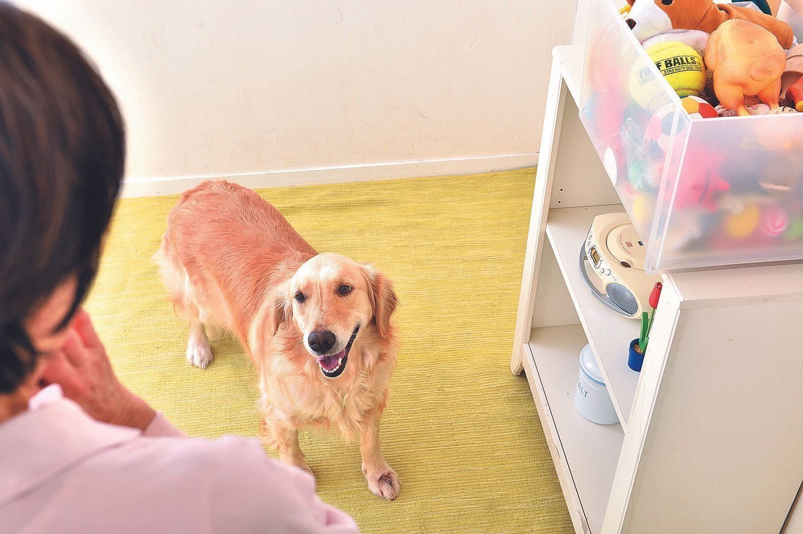 飼い主さんと遊ぶのが楽しいサイン