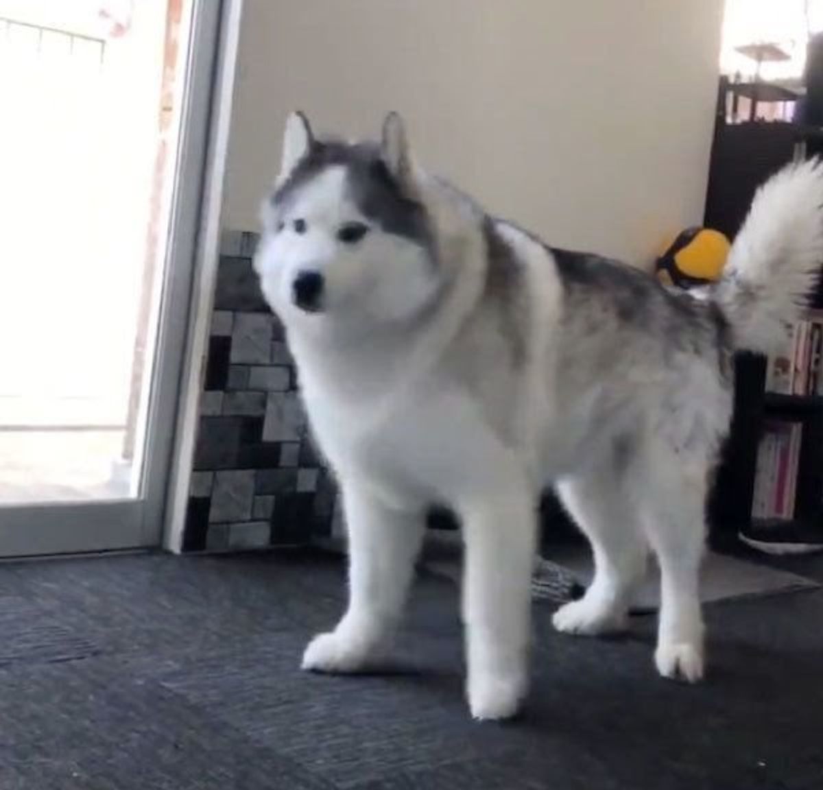 リアクションうますぎ カメラに気づいた犬 衝撃の驚きぶりに爆笑 いぬのきもちweb Magazine リアクションうますぎ カメラに気づいた犬 衝撃の驚きぶりに爆笑 いぬのきもちweb Magazine