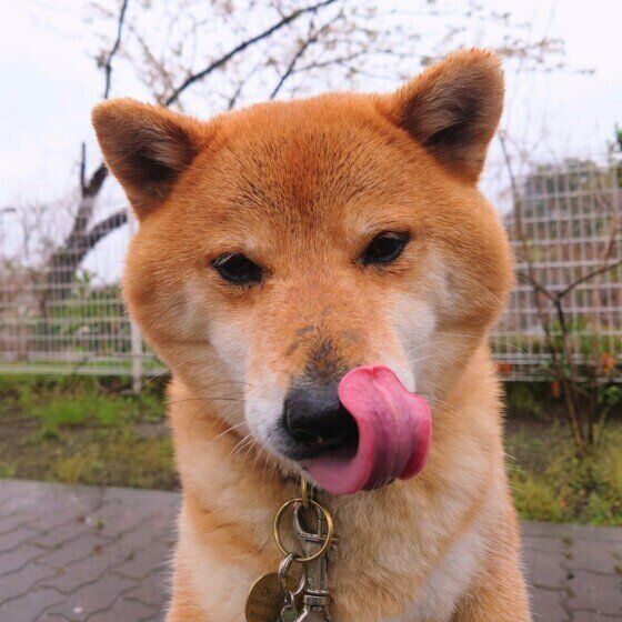 柴のおはぎくん♪