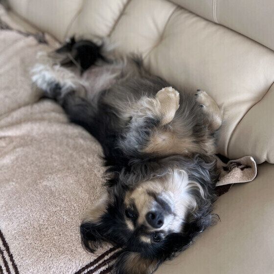 あおむけになるミニチュア・ダックスフンドのジョチちゃん