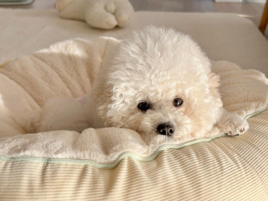 犬用ベッドから顔を出して、ひなたぼっこをするわたげちゃん