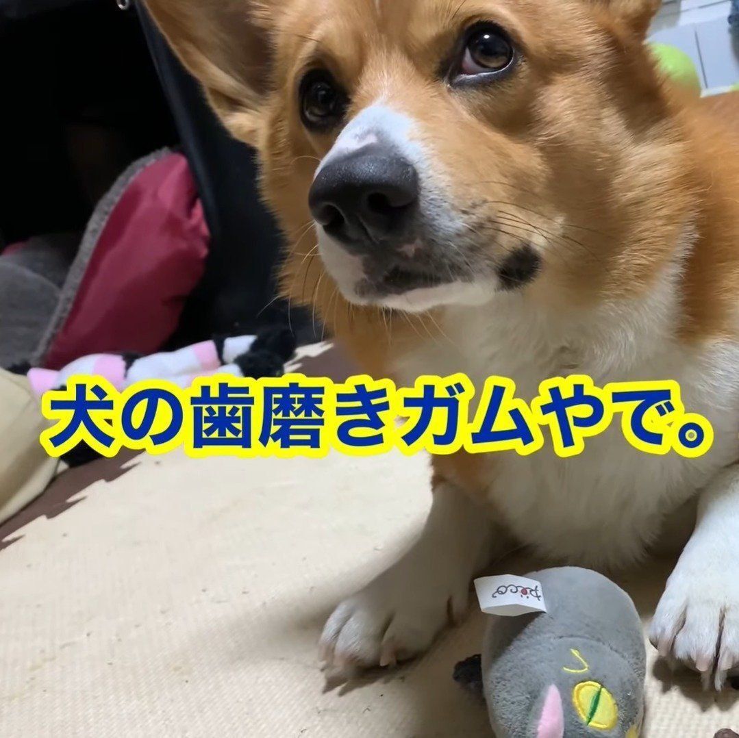 唖然とするコナン君