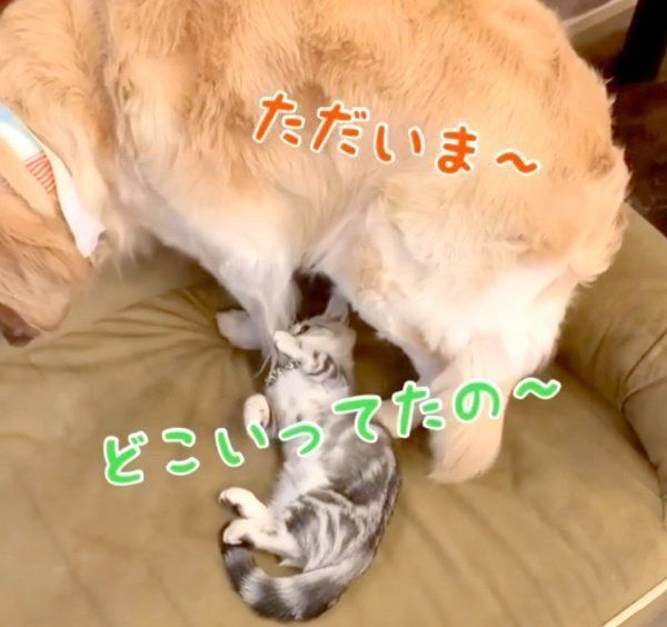 一緒にくつろぐベガちゃんとあずきちゃん