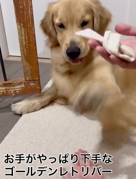 オテをしようとするアルくん